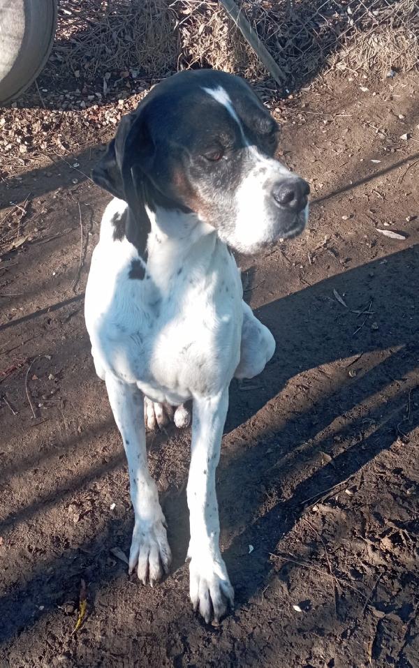 Jaco, elegante pointer Foto 6